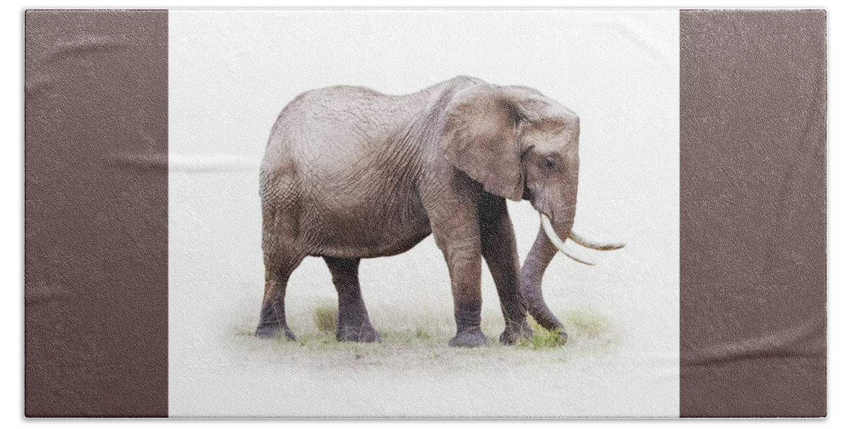Elephant Bath Towel featuring the photograph African Elephant Grazing - Isolated on White by Good Focused