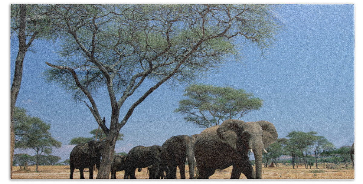 Mp Bath Towel featuring the photograph African Elephant Loxodonta Africana by Gerry Ellis