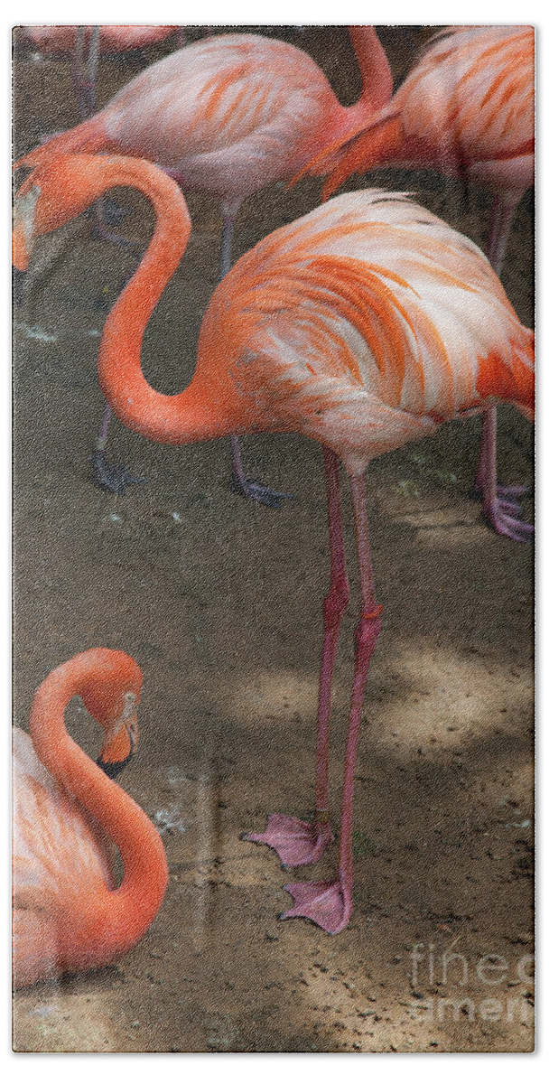 Three Flamingo Species Reside Hand Towel featuring the photograph African Lesser Flamingos, Ft. Worth Zoo by Greg Kopriva