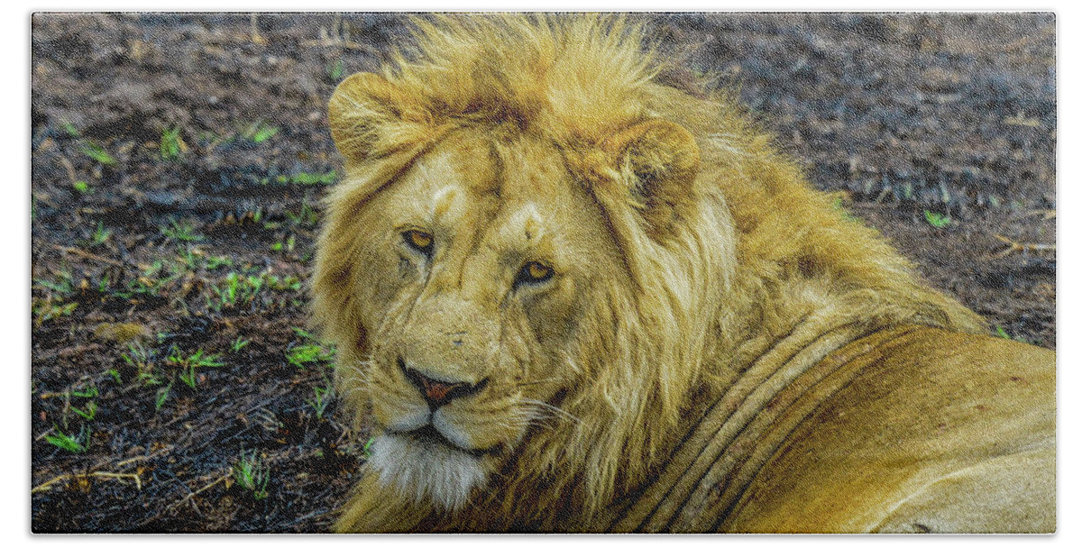 Africa Bath Towel featuring the photograph African Lion Close-up by Marilyn Burton