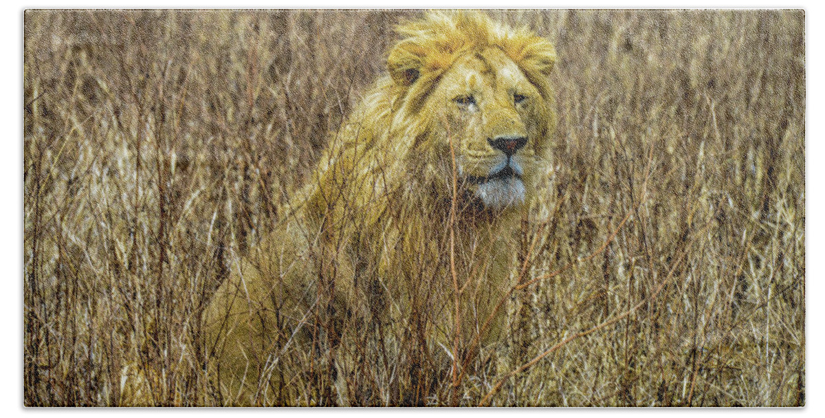 King Of The Jungle Bath Towel featuring the photograph African Lion in Camouflage by Marilyn Burton