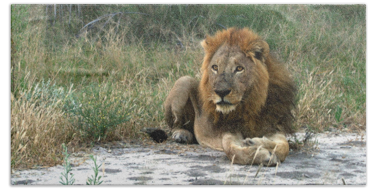 Karen Zuk Rosenblatt Art And Photography Bath Towel featuring the photograph African Lion by Karen Zuk Rosenblatt
