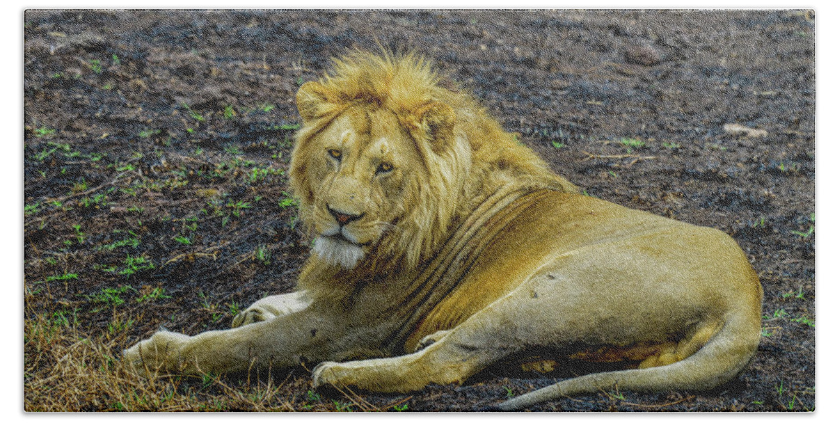 Africa Bath Towel featuring the photograph African Lion  by Marilyn Burton