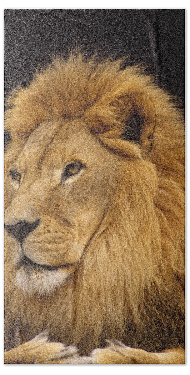 Mp Hand Towel featuring the photograph African Lion Panthera Leo Male by Gerry Ellis
