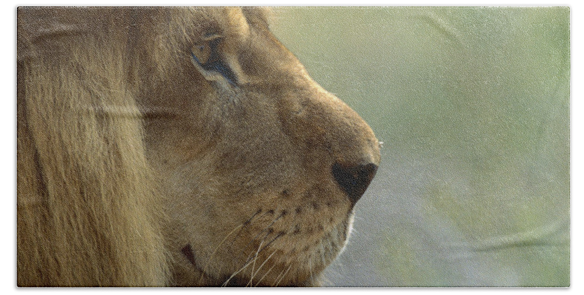 Mp Bath Towel featuring the photograph African Lion Panthera Leo Male Portrait by Zssd