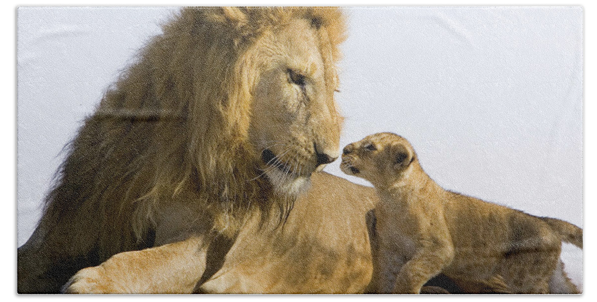 Mp Bath Towel featuring the photograph African Lion Panthera Leo Seven by Suzi Eszterhas