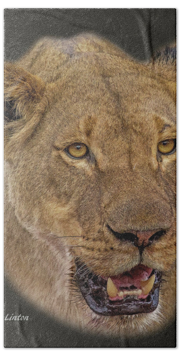 Lioness Bath Towel featuring the digital art African Lioness Tee by Larry Linton