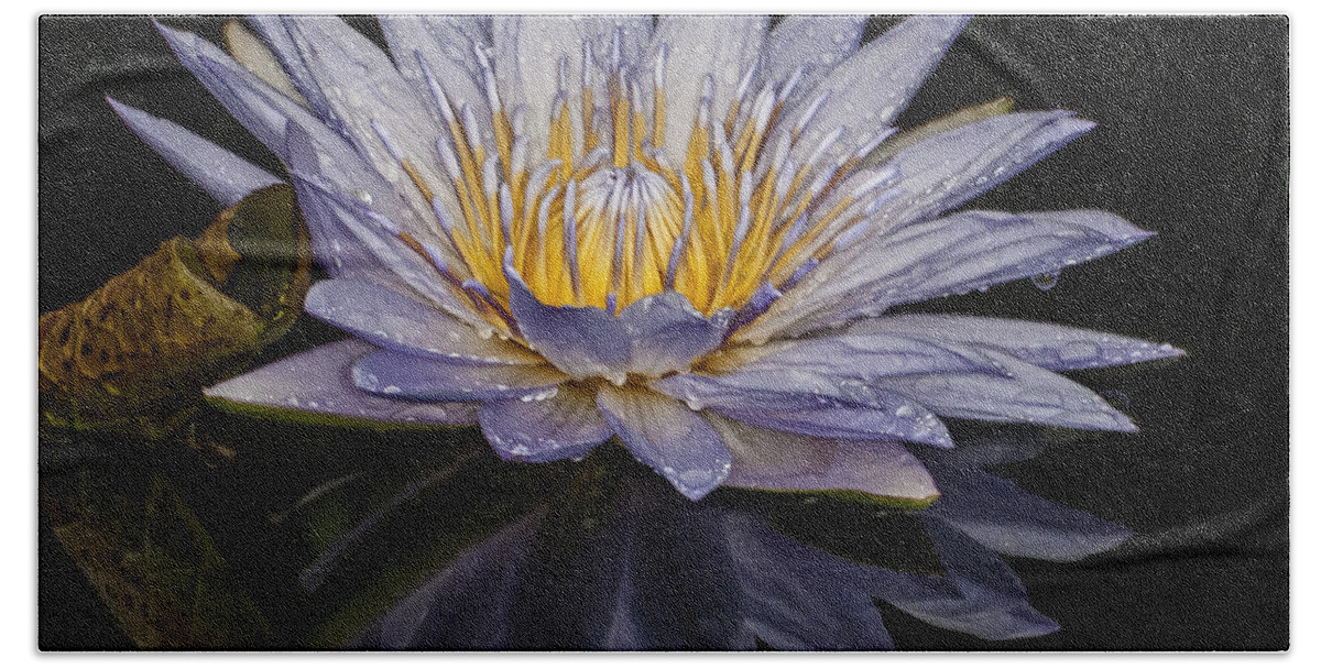 Water Lily Hand Towel featuring the photograph After the Rain by Roman Kurywczak