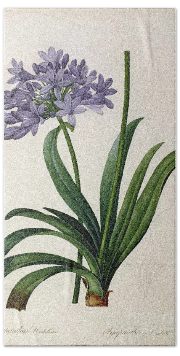 Vintage Hand Towel featuring the painting Agapanthus umbrellatus by Pierre Redoute