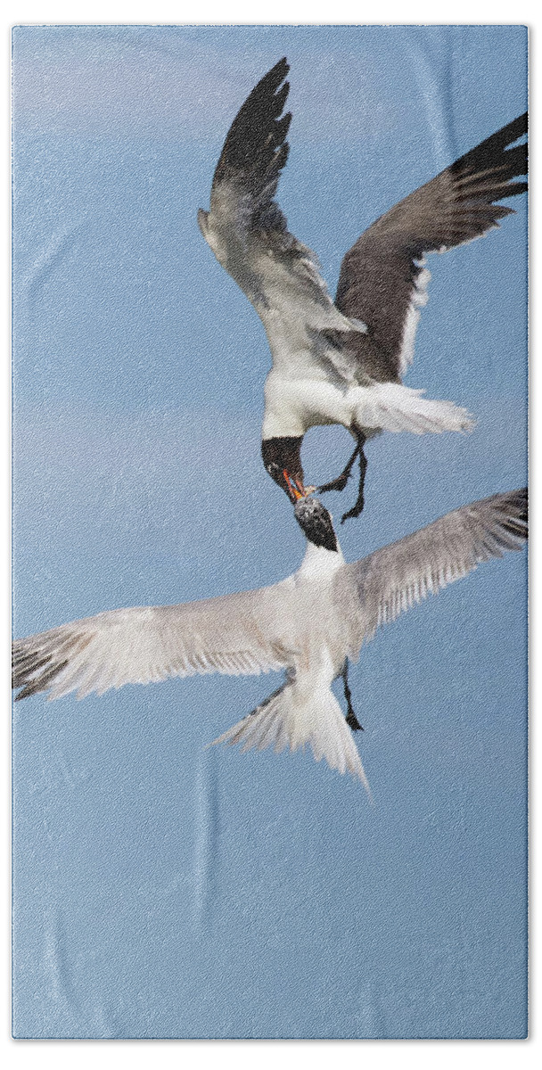 Laughing Gull Hand Towel featuring the photograph Air Snatcher by Art Cole