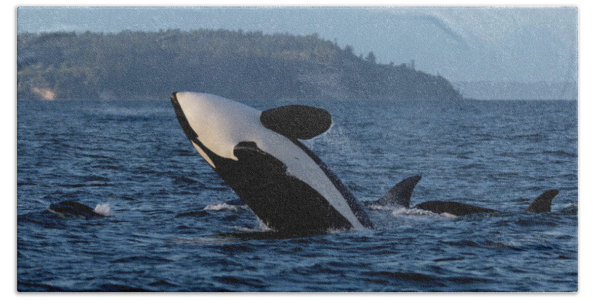 Orca Bath Towel featuring the photograph Air Time by Randy Hall