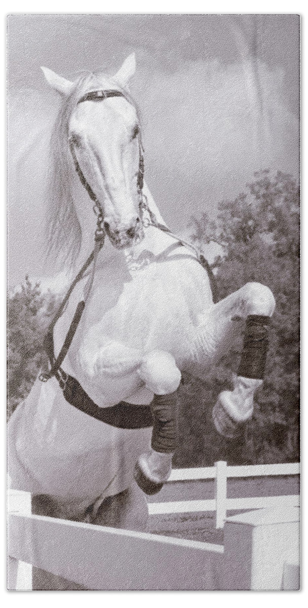 Horse Bath Towel featuring the photograph Airs Above the Ground - Lipizzan Stallion Rearing by Mitch Spence