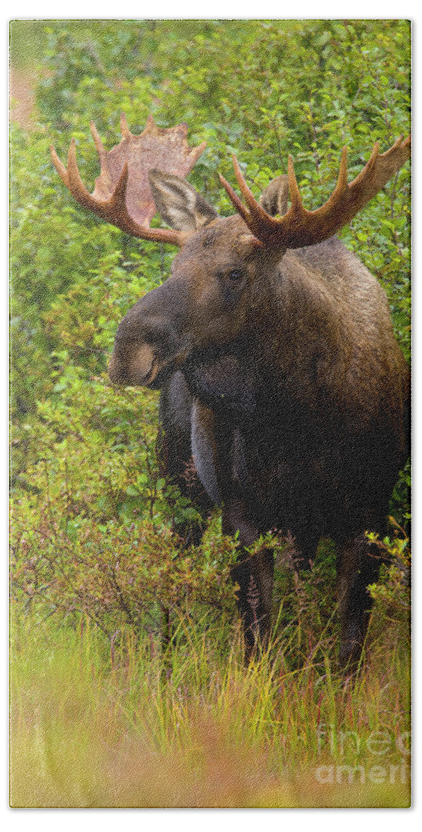 00427696 Bath Towel featuring the photograph Alaska Bull Moose in Denali by Yva Momatiuk John Eastcott