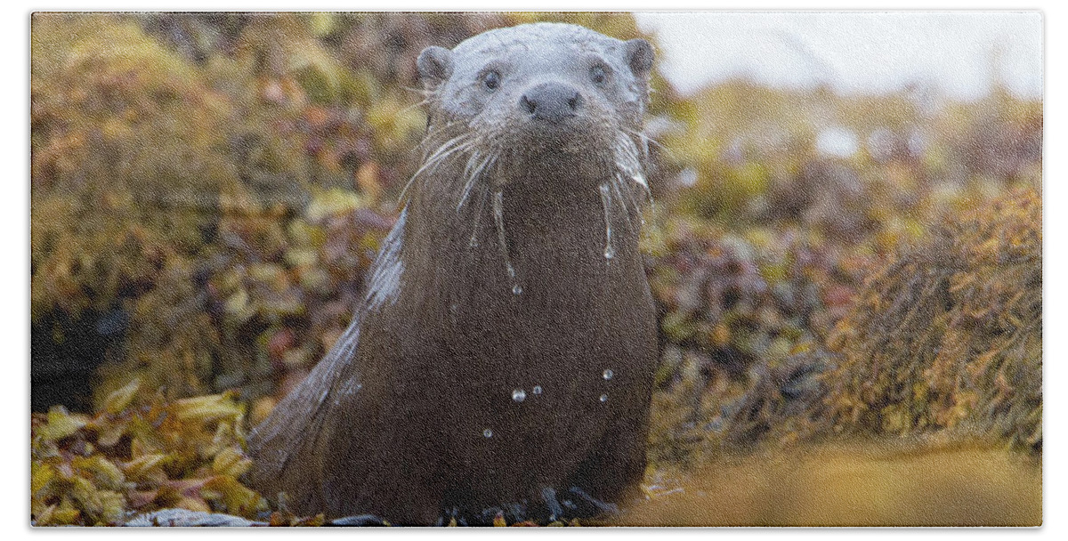 Otter Bath Towel featuring the photograph Alert Female Otter by Pete Walkden