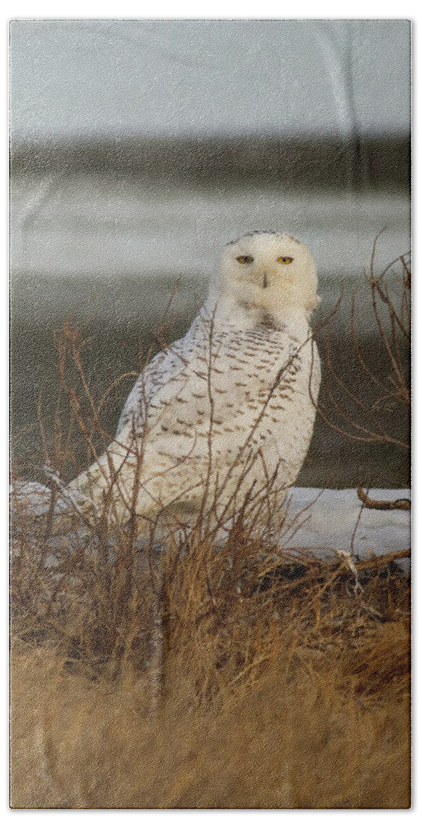 Bird Hand Towel featuring the photograph Alert Snowy Owl by Allan Morrison