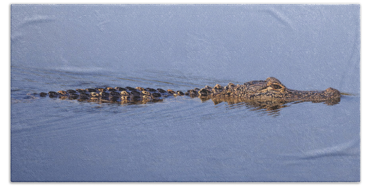 Florida Bath Towel featuring the photograph Alligator by Paul Schultz