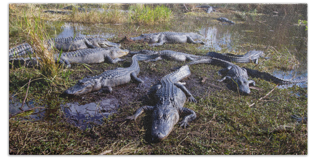 Nature Bath Towel featuring the photograph Alligators 280 by Michael Fryd