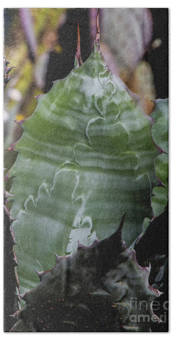 Arboretum Bath Towel featuring the photograph Aloe Striations by Kathy McClure