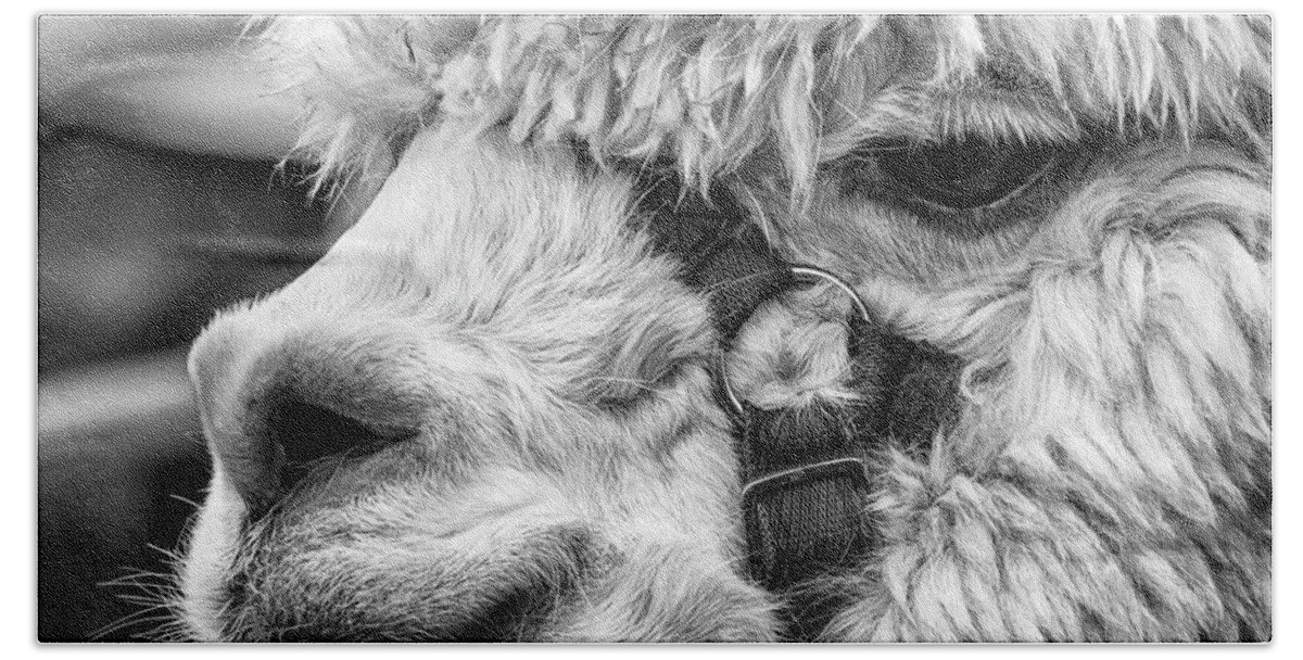 Alpaca Bath Towel featuring the photograph Alpaca Close by Nick Bywater