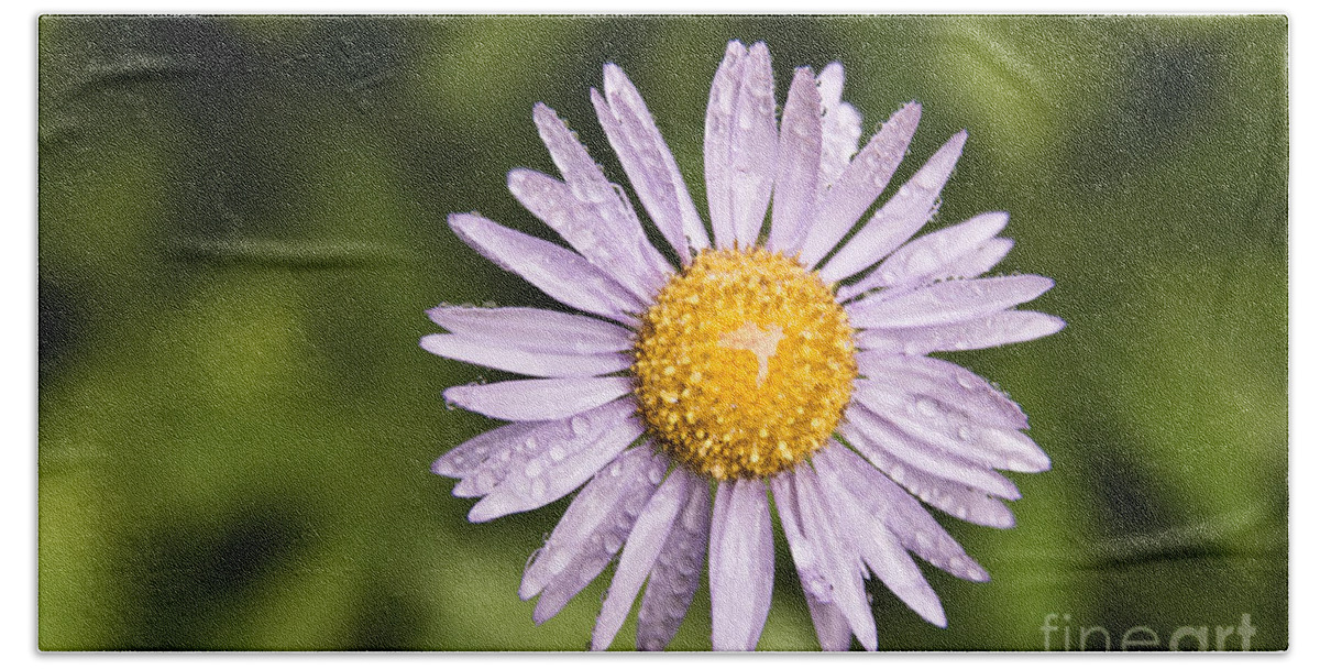Alpine Hand Towel featuring the photograph Alpine Aster by Greg Vaughn - Printscapes