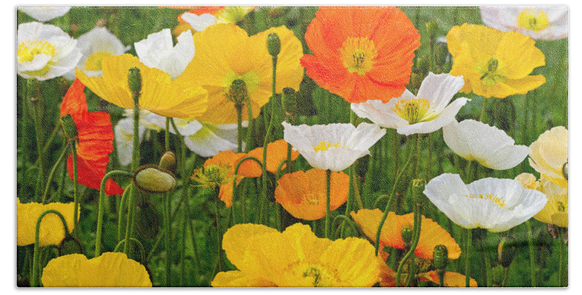 Poppies Hand Towel featuring the photograph Alpine poppies by Louise Heusinkveld