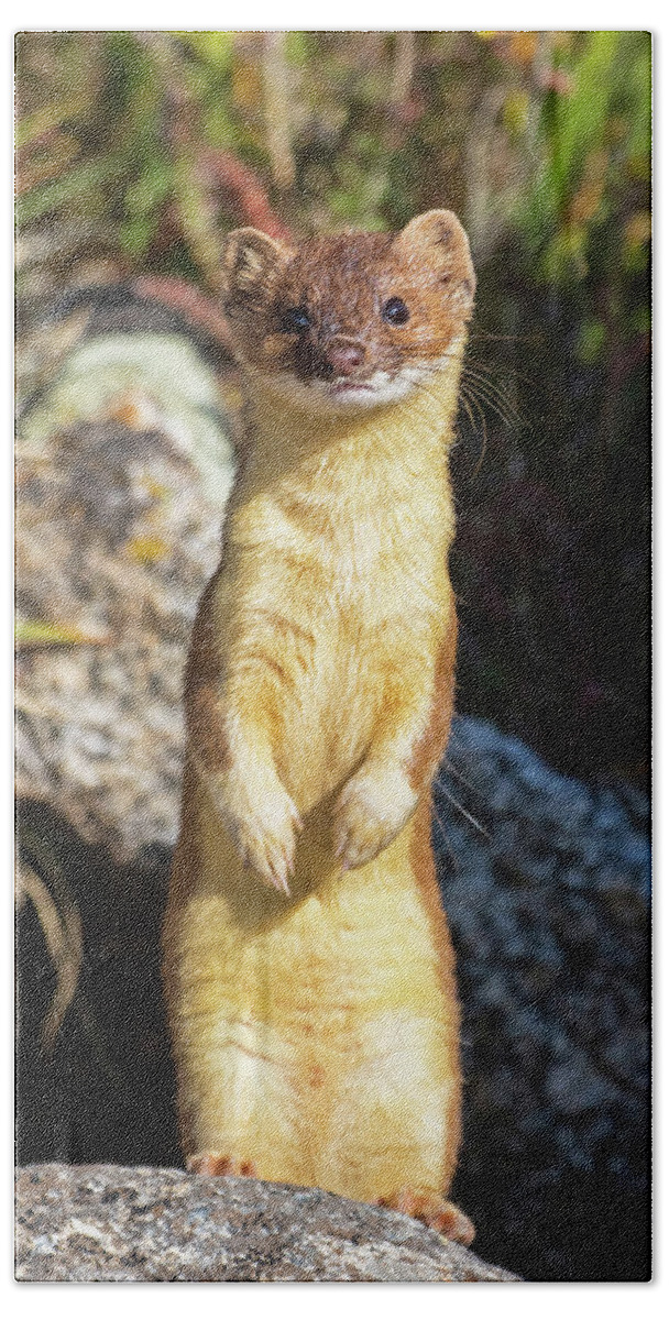 Long-tailed Weasel Bath Towel featuring the photograph Alpine Tundra Weasel #3 by Mindy Musick King