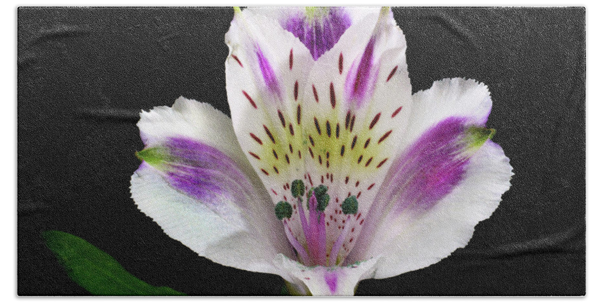 Peruvian Lily Bath Towel featuring the photograph Alstroemeria Portrait. by Terence Davis