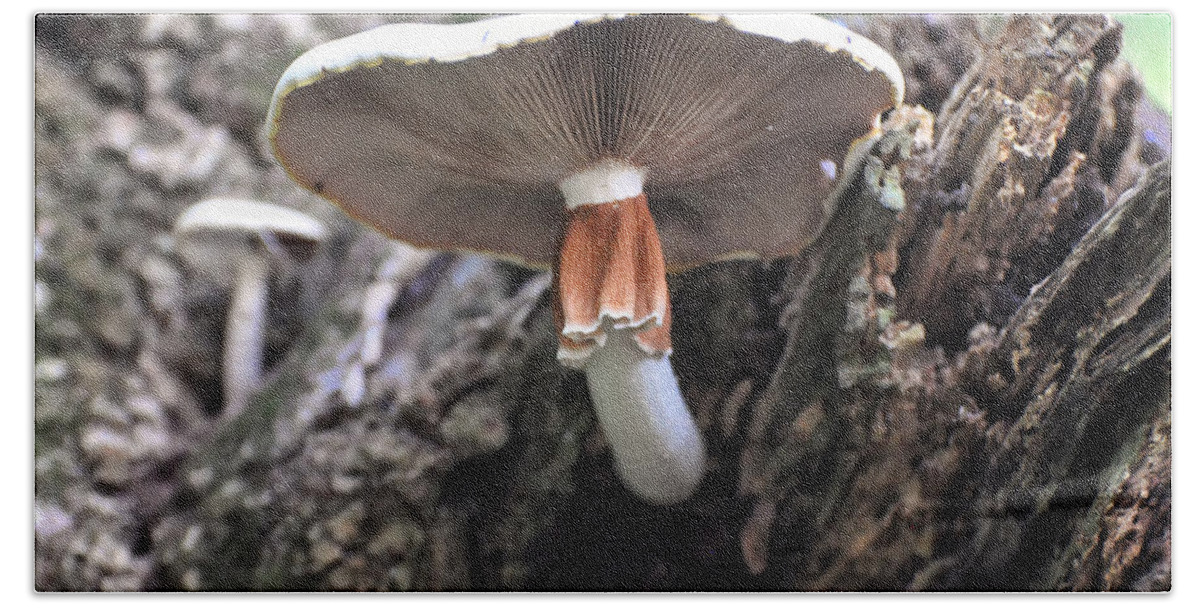 White Mushroom Hand Towel featuring the photograph Amanita by Flees Photos