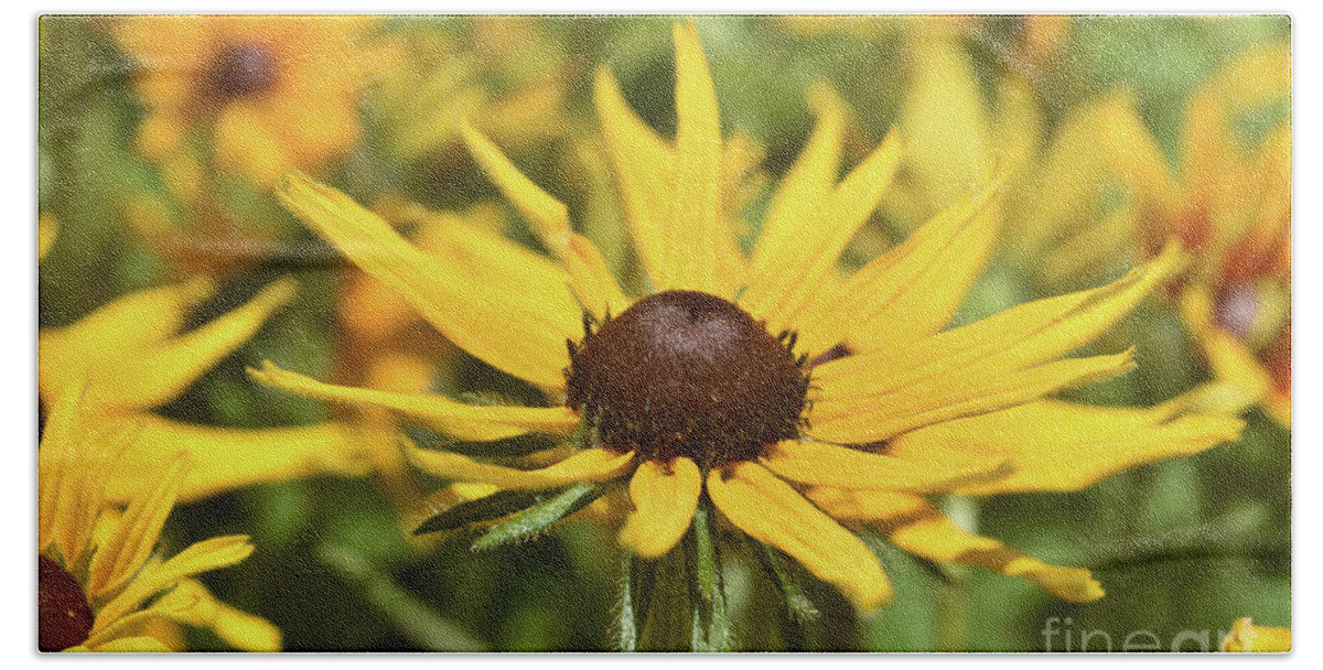 Black-eyed-susan Bath Towel featuring the photograph Amazing Close Up of a Yellow Ox Eye Daisy by DejaVu Designs