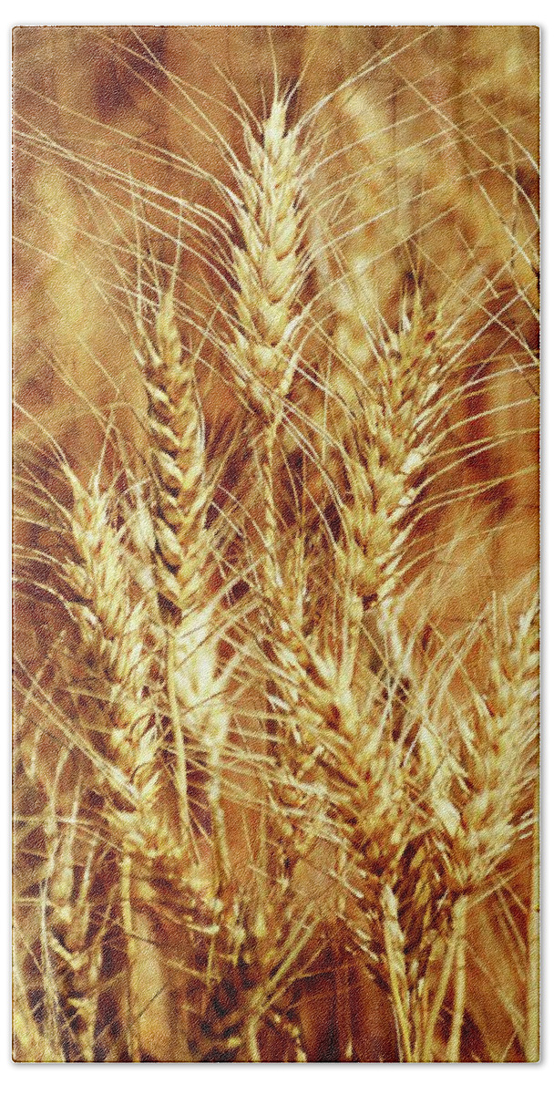 Wheat Hand Towel featuring the photograph Amber Waves of Grain 1 by Marty Koch