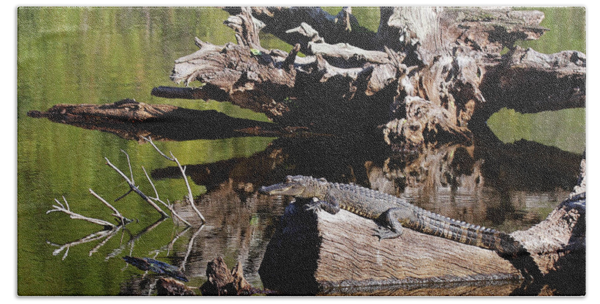 American Alligator Hand Towel featuring the photograph American Alligator by Jennifer Robin