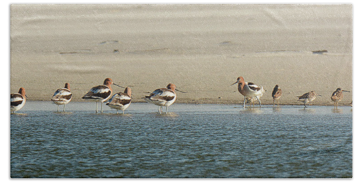 Shorebirds Bath Towel featuring the photograph American Avocet and Short-billed Dowitcher by Alan Lenk