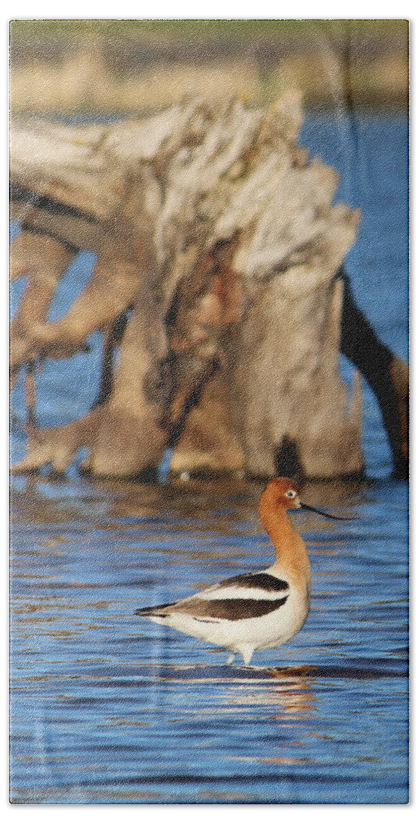 American Avocet Bath Towel featuring the photograph American Avocet by Jean Evans