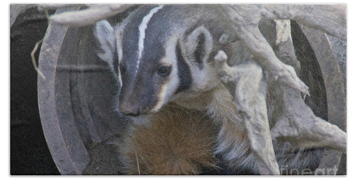 Photography Bath Towel featuring the photograph American Badger Habitat by Sean Griffin