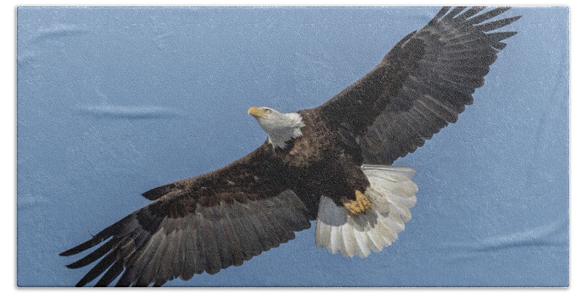 American Bald Eagle Hand Towel featuring the photograph American Bald Eagle 2017-18 by Thomas Young