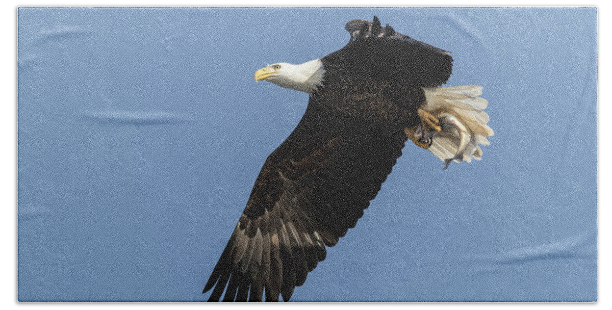 American Bald Eagle Hand Towel featuring the photograph American Bald Eagle 2017-4 by Thomas Young