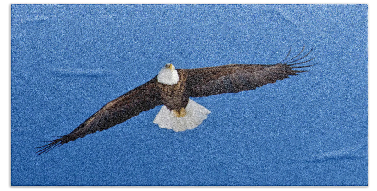 Bird Bath Towel featuring the photograph American Bald Eagle 7930 by Michael Peychich
