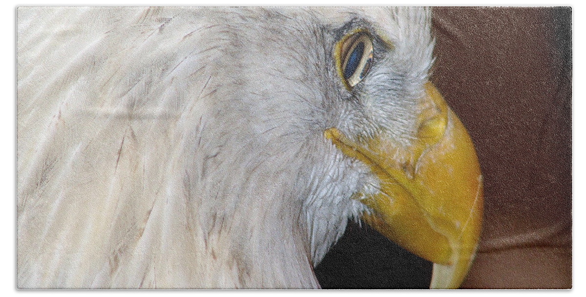 American Bald Eagle Hand Towel featuring the photograph American Bald Eagle by Cassie Peters