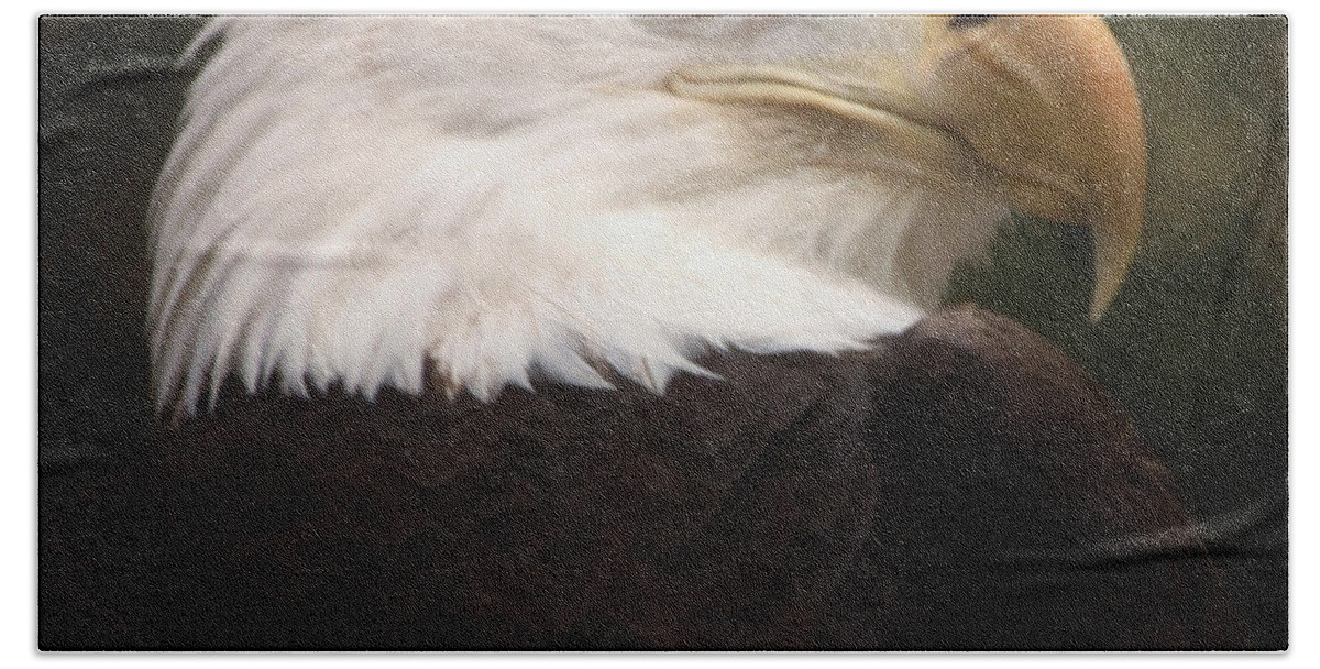 Bald Eagle Hand Towel featuring the photograph American Bald Eagle by Joseph G Holland