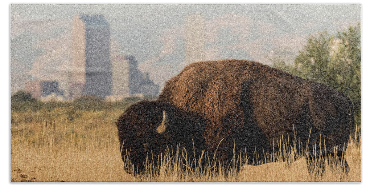 Bison Hand Towel featuring the photograph American Bison Grazes Near Denver by Tony Hake