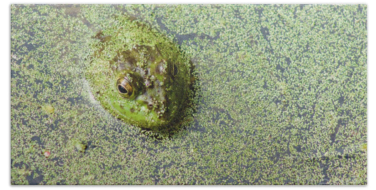 Photography Hand Towel featuring the photograph American Bullfrog by Sean Griffin