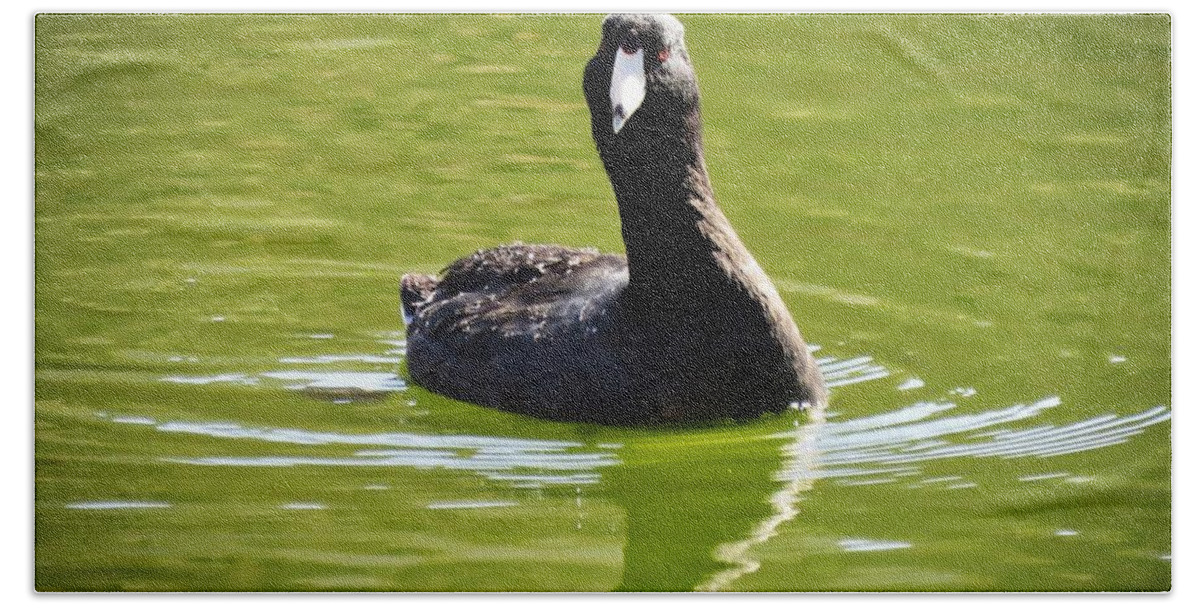 American Coot Hand Towel featuring the photograph American Coot Portrait by Judy Kennedy