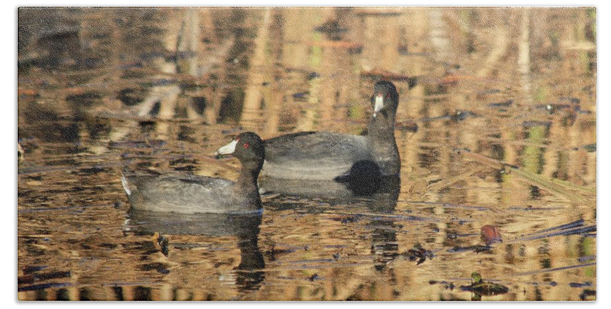American Coot Bath Towel featuring the photograph American Coots by Jerry Battle