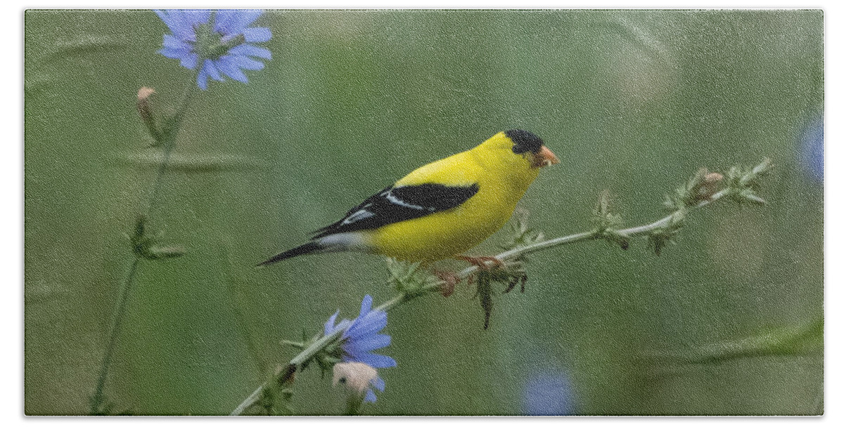 American Goldfinch Bath Towel featuring the photograph American Goldfinch   by Holden The Moment