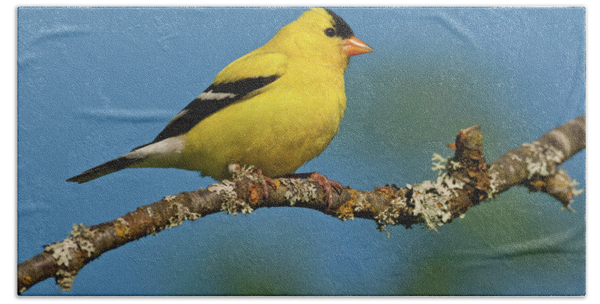 American Goldfinch Hand Towel featuring the photograph American Goldfinch Perched in a Tree by Jeff Goulden