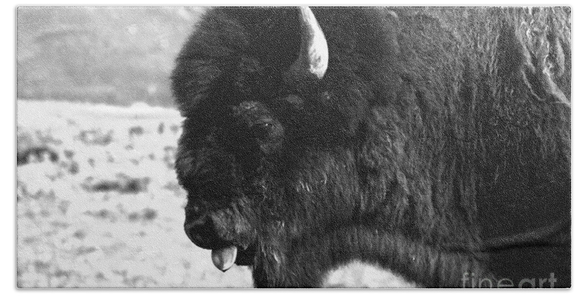 Bison Bath Towel featuring the photograph American Icon Portrait Black And White by Adam Jewell