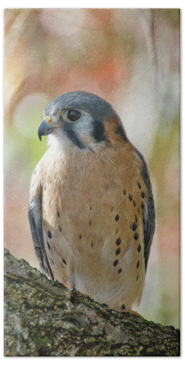 Bird Bath Towel featuring the photograph American Kestral by Karen Smale