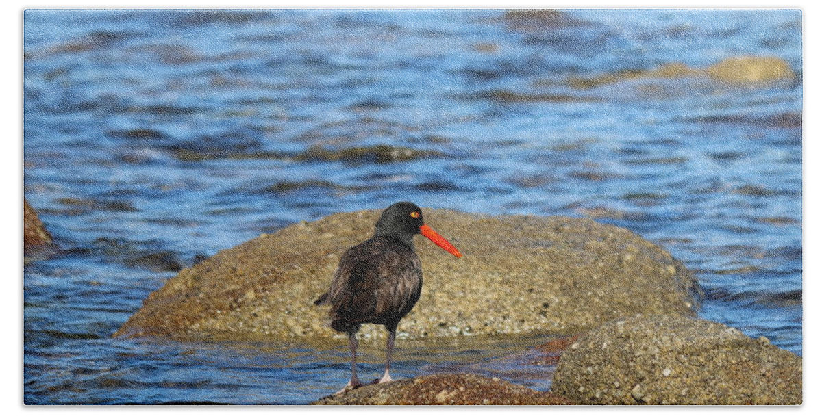 Oystercatcher Hand Towel featuring the photograph American Oystercatcher by Christy Pooschke