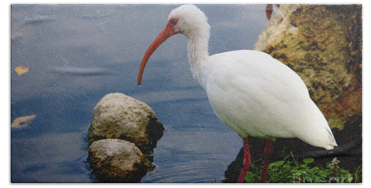American White Ibis Hand Towel featuring the photograph American White Ibis by Jim Gillen