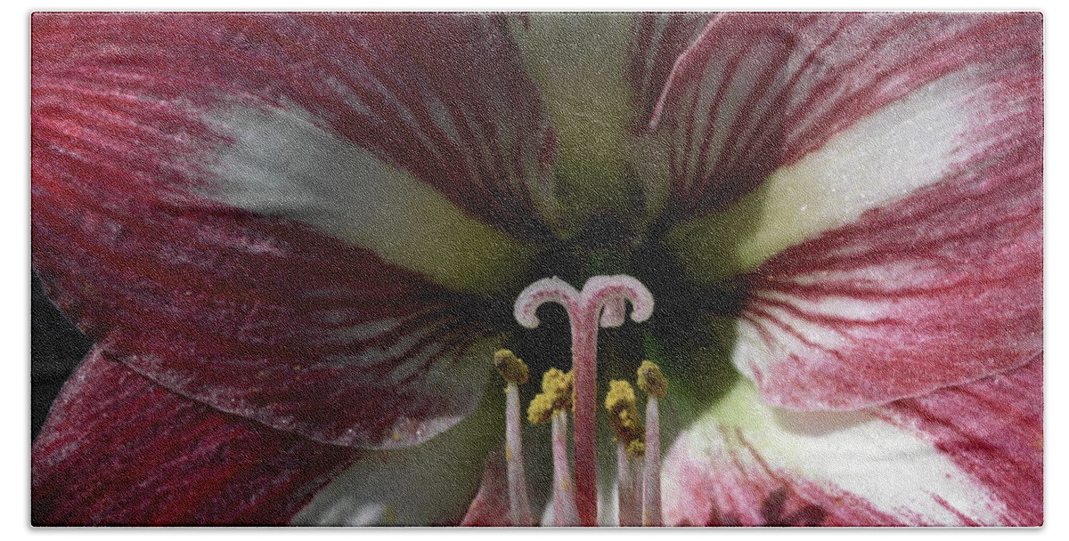 Amaryllis Flower Close-up Bath Towel featuring the photograph Amaryllis Flower Close-up by Sally Weigand
